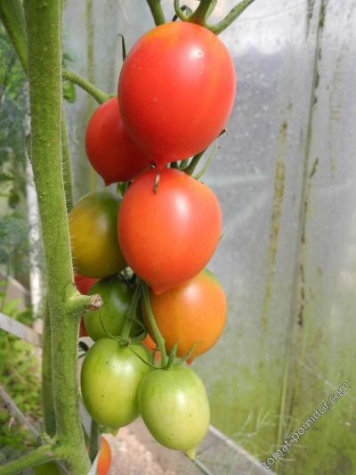 Лучшие сливовидные томаты 2022-2023 года: какие сорта сливовидных томатовлучше купить, как правильно выбрать, фото, характеристики, урожайность,описание