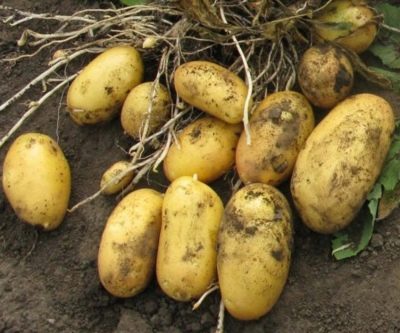 Лучший картофель для Сибири 2022-2023 года: какой картофель для Сибирилучше купить, как правильно выбрать, фото, характеристики, урожайность,описание