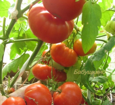 Лучшие томаты для томатной пасты 2022-2023 года: какие сорта томатов длятоматной пасты лучше купить, как правильно выбрать, фото, характеристики,урожайность, описание