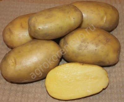 Лучший засухоустойчивый (устойчивый к засухе) картофель 2022-2023 года:какой засухоустойчивый (устойчивый к засухе) картофель лучше купить, какправильно выбрать, фото, характеристики, урожайность, описание