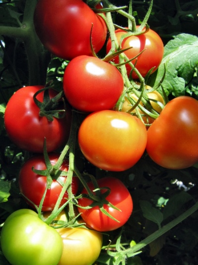 Лучшие томаты, устойчивые к кладоспориозу, 2022-2023 года: какие сортатоматов, устойчивых к кладоспориозу, лучше купить, как правильно выбрать,фото, характеристики, урожайность, описание