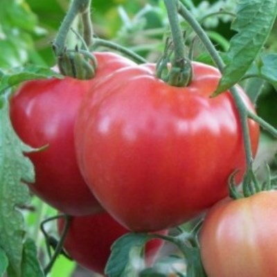 Лучшие сочные томаты 2022-2023 года: какие сорта сочных томатов лучше купить,как правильно выбрать, фото, характеристики, урожайность, описание