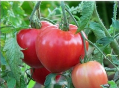 Лучшие томаты 2022-2023 года: какие сорта томатов лучше купить, какправильно выбрать, фото, характеристики, урожайность, описание