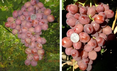 Виноград Дюжина: описание, характеристики, выращивание, фото, отзывы