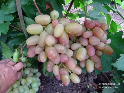 Лучшие сорта винограда 2023 Топ 15 популярных видов рейтинг