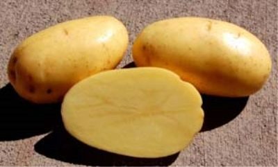 Лучший засухоустойчивый (устойчивый к засухе) картофель 2022-2023 года:какой засухоустойчивый (устойчивый к засухе) картофель лучше купить, какправильно выбрать, фото, характеристики, урожайность, описание