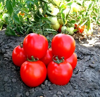 Лучшие мелкие томаты 2022-2023 года: какие сорта мелких томатов лучше купить,как правильно выбрать, фото, характеристики, урожайность, описание