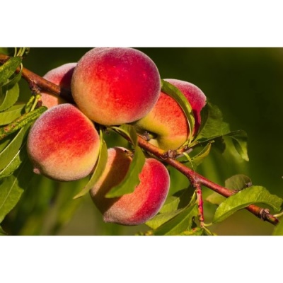 Лучшие самоплодные сорта персика 2022-2023 года: какие самоплодные персикилучше купить, как правильно выбрать, фото, характеристики, урожайность,описание