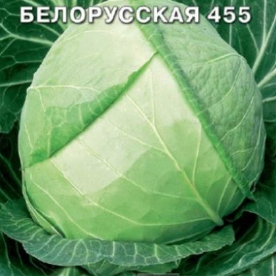 Капуста Белорусская 455: отзывы, описание сорта, фото, видео, отзывы,характеристики