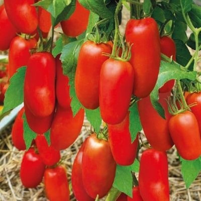 Лучшие гибриды томатов 2022-2023 года: какие гибридные сорта томатов лучшекупить, как правильно выбрать, фото, характеристики, урожайность, описание